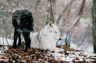 OVer witte en zwarte wolven 